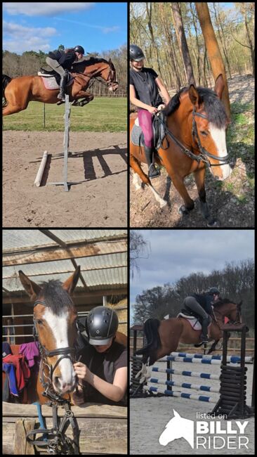 Wallach 7J ca 1,67m, Ivonne, Horses For Sale, Rietz-Neuendorf Neubrück (Spree), Image 6