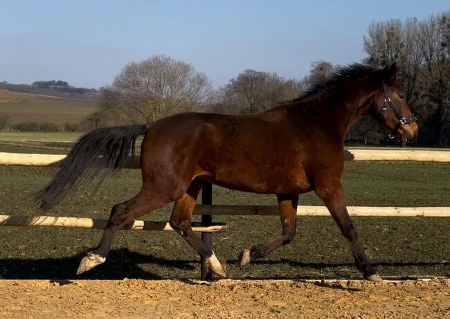 Wallach ca 1,70 cm von Leevster Pferd Springen Dressur, Kat, Horses For Sale, Münstermaifeld, Image 2