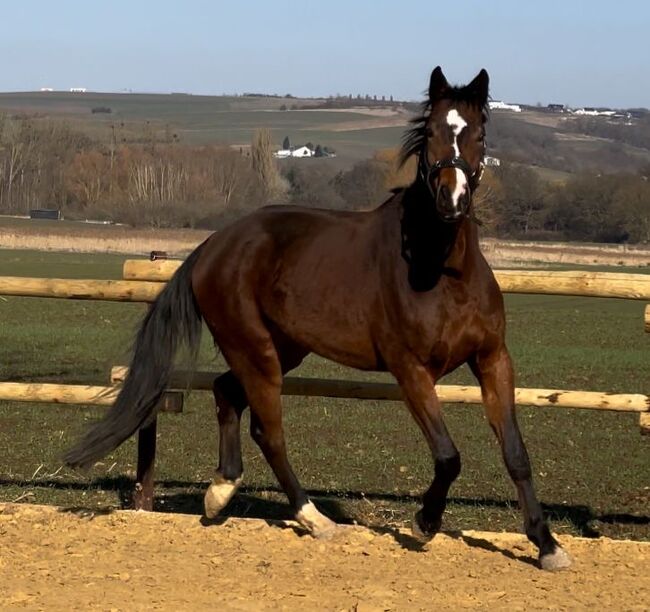 Wallach ca 1,70 cm von Leevster Pferd Springen Dressur, Kat, Horses For Sale, Münstermaifeld, Image 3