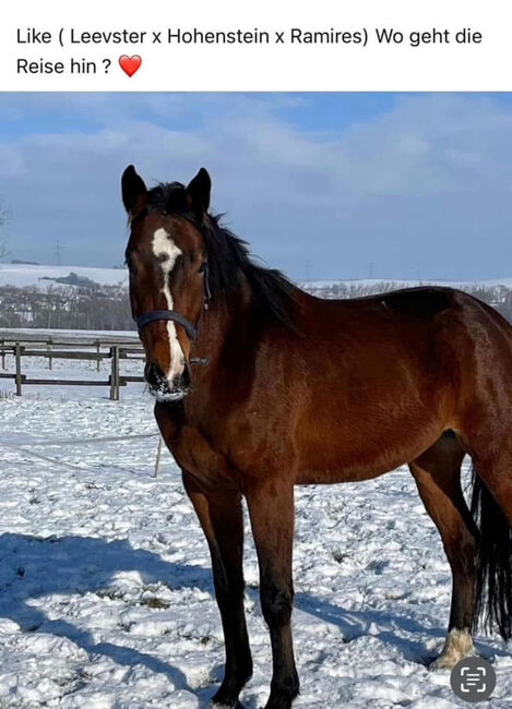 Wallach ca 1,70 cm von Leevster Pferd Springen Dressur, Kat, Horses For Sale, Münstermaifeld, Image 7