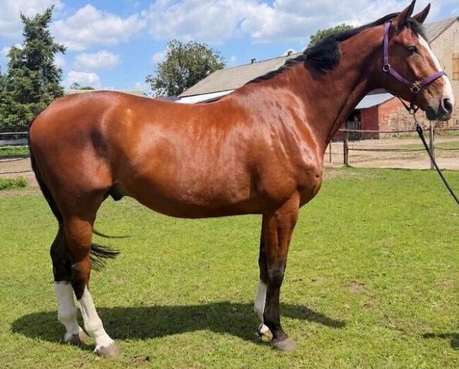 Wallach D Aganix 2000 Z/Dominator 2000 Z/Diamant de Semilly x Quaide Cassin, Ann, Horses For Sale, Penkun 
