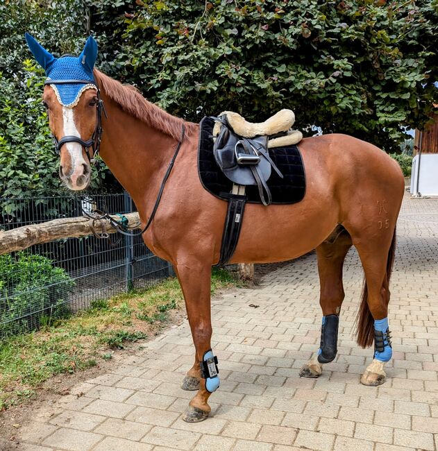 Wallach, bedingt reitbarer Beisteller, Hannoveraner, Barbara Demmel , Horses For Sale, Hebertsfelden