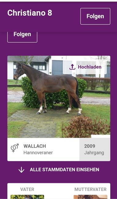 Wallach zu verkaufen, Privat , Horses For Sale, Engen, Image 2