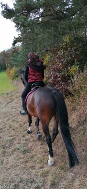 Wallach zu verkaufen, Privat , Horses For Sale, Engen, Image 5