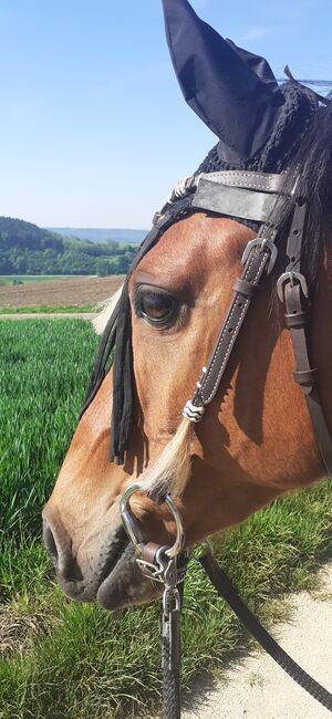 Wallach zu verkaufen, Privat , Horses For Sale, Engen, Image 6