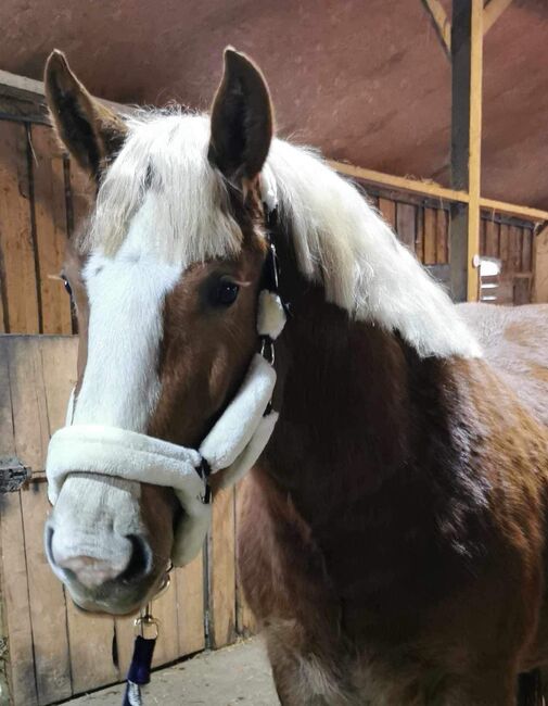 Wallach zu verkaufen, Rasa, Horses For Sale, Gelsenkirchen 