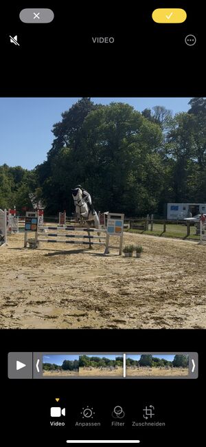 Wallach zu verkaufen, Tanja , Horses For Sale, Rees, Image 8