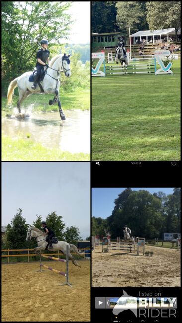Wallach zu verkaufen, Tanja , Horses For Sale, Rees, Image 13