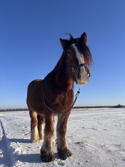 Wallach sucht neues zu Hause, Melissa, Horses For Sale, Leipzig