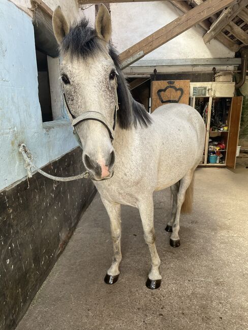 Wallach sucht neuen Möhrchengeber, Yvonne Wendel, Horses For Sale, Eckental, Image 4