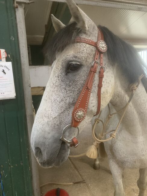 Wallach sucht neuen Möhrchengeber, Yvonne Wendel, Horses For Sale, Eckental, Image 7