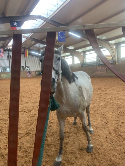 Wallach sucht neuen Möhrchengeber, Yvonne Wendel, Horses For Sale, Eckental, Image 8