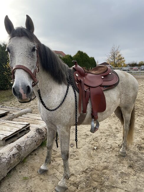 Wallach sucht neuen Möhrchengeber, Yvonne Wendel, Horses For Sale, Eckental, Image 10