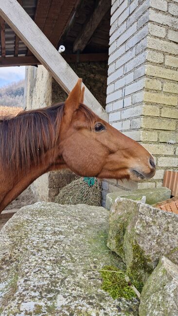 Wallach sucht Herzensmensch, Elaine Bentler, Horses For Sale, Kienberg, Image 7