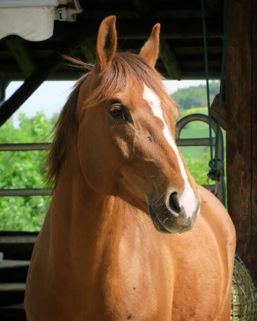 Wallach sucht Herzensmensch, Elaine Bentler, Horses For Sale, Kienberg, Image 8