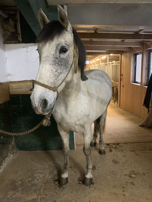 Wallach sucht neuen Möhrchengeber, Yvonne Wendel, Konie na sprzedaż, Eckental, Image 14