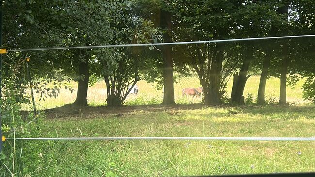 Wallach zur Verfügung mit späterer Kaufoption gesucht, Andrea, Horses For Sale, Kleinmaischeid