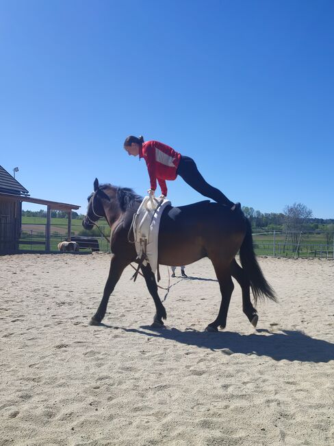 Wallach mit viel Energie, Claudia, Horses For Sale, Zwettl, Image 4