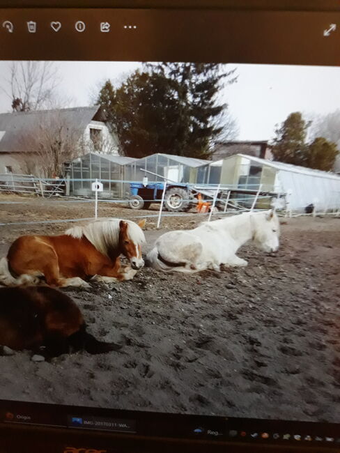 Wallach mit Potenzial, Bianca, Horses For Sale, Schletz, Image 3