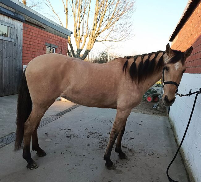 Gekörte PSL Stute in Traumfarbe, ISPA - Iberische Sportpferde Agentur (ISPA - Iberische Sportpferde Agentur), Horses For Sale, Bedburg, Image 4