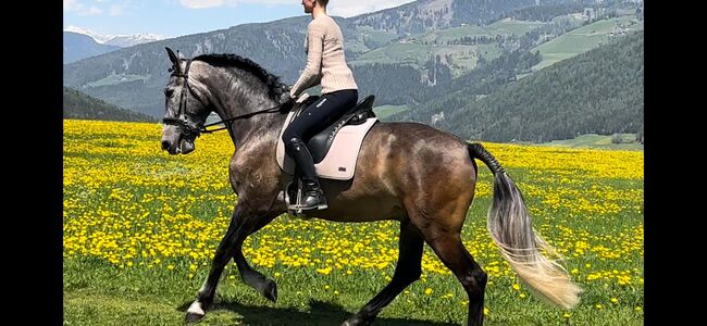 Gelungener 5-jähriger Lusitano-Mix, Sabine Mair, Pferd kaufen, Olang (Südtirol)