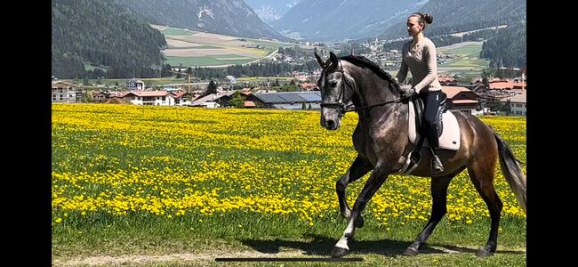 Gelungener 5-jähriger Lusitano-Mix, Sabine Mair, Pferd kaufen, Olang (Südtirol), Abbildung 4