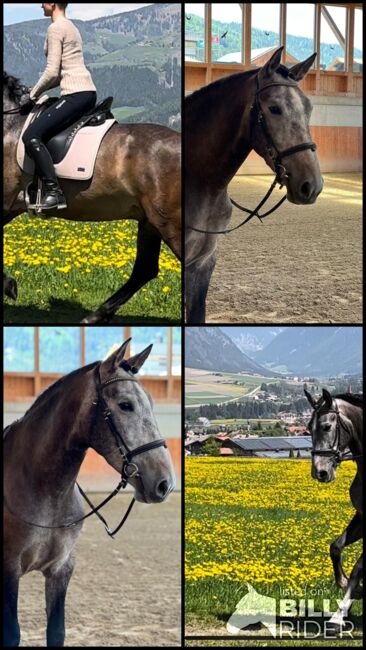 Gelungener 5-jähriger Lusitano-Mix, Sabine Mair, Pferd kaufen, Olang (Südtirol), Abbildung 7