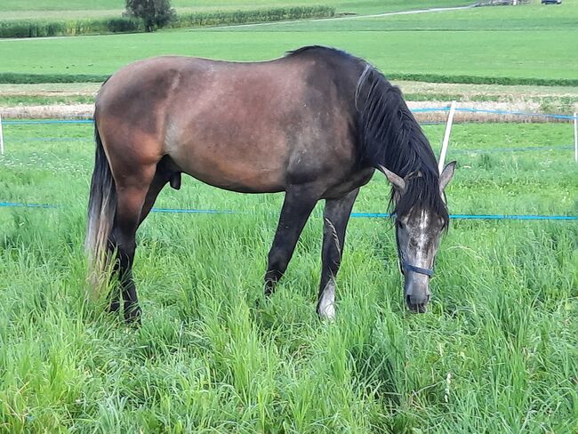 Gelungener 5-jähriger Lusitano-Mix, Sabine Mair, Pferd kaufen, Olang (Südtirol), Abbildung 5