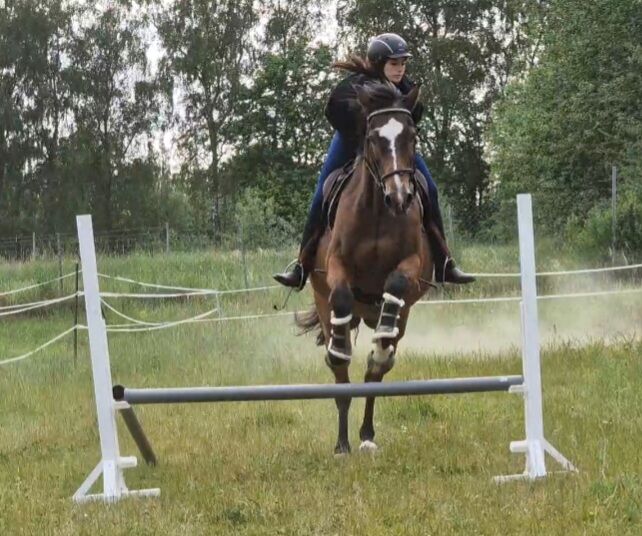 Reitbeteiligung (Pferd sucht Reiter), Jassi , Horse Sharing, Gnoien, Image 2