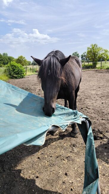 Sanfter Kaltblutwallach mit Herz & Zukunftsperspektive sucht erfahrenes Zuhause, Katharina Lehmann (Pferdevermittlung Leus), Horses For Sale, Indersdorf, Image 2