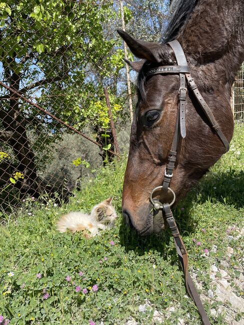 Gentle, curagous Thoroughbred mare 5 years old, Anna, Pferd kaufen, Mytilini, Abbildung 6