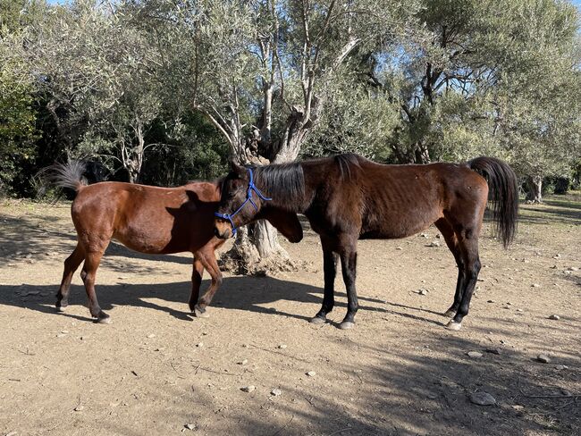 Gentle, curagous Thoroughbred mare 5 years old, Anna, Pferd kaufen, Mytilini, Abbildung 7