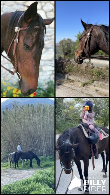 Gentle, curagous Thoroughbred mare 5 years old, Anna, Pferd kaufen, Mytilini, Abbildung 12