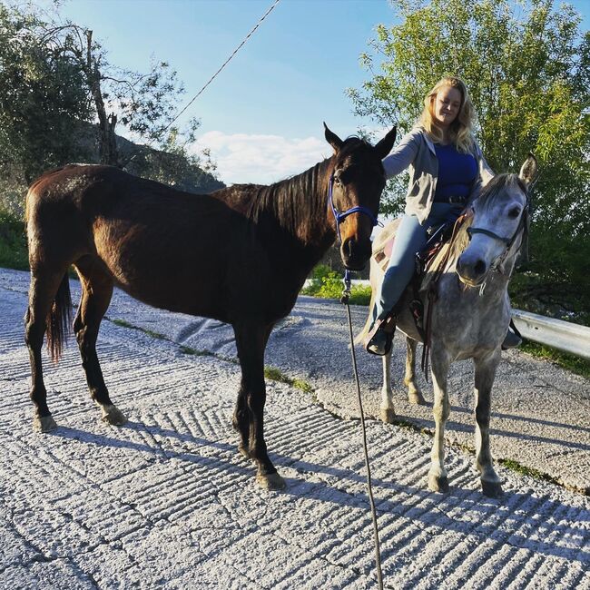 Gentle, curagous Thoroughbred mare 5 years old, Anna, Pferd kaufen, Mytilini, Abbildung 9
