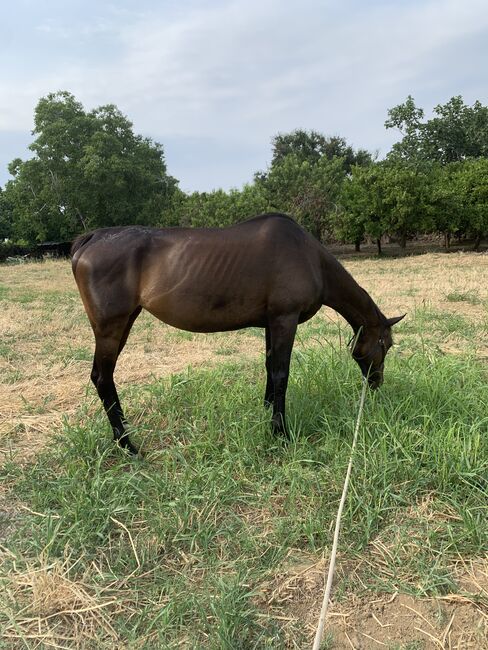 Gentle, curagous Thoroughbred mare 5 years old, Anna, Pferd kaufen, Mytilini, Abbildung 5