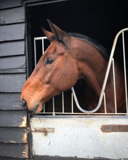 Gentle Giant, Alessia Vrs, Horses For Sale, Bexley, Image 3