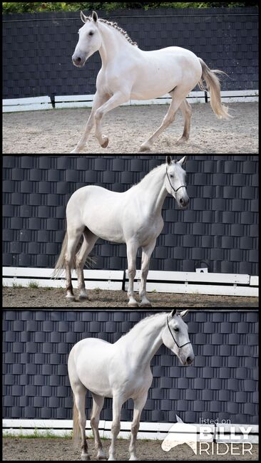 Sanfter Riese (Lusitano) in liebe Hände abzugeben, Kerstin Rehbehn (Pferdemarketing Ost), Horses For Sale, Nienburg, Image 4