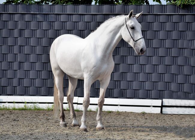 Sanfter Riese (Lusitano) in liebe Hände abzugeben, Kerstin Rehbehn (Pferdemarketing Ost), Horses For Sale, Nienburg, Image 3