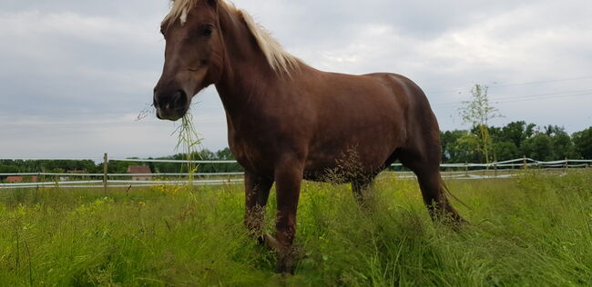 Sanfte Prinzessin, Magdalena Marics, Horses For Sale, Unterpurkla