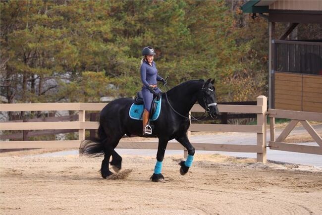 Genuine allrounder 16hs tall Black Friesian gelding 7yr old, Lucas, Horses For Sale, Melbourne