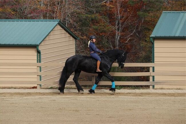 Genuine allrounder 16hs tall Black Friesian gelding 7yr old, Lucas, Pferd kaufen, Melbourne, Abbildung 3