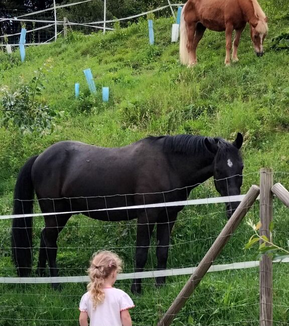 Lackschwarzer Wallach sucht Traumplatz ✨️, Kathi, Horses For Sale, Gnas, Image 4