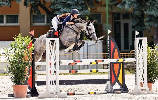 Anspruchvoller 6 jähriger Wallach zu verkaufen., Heilig Szilvia, Horses For Sale, Győrújbarát