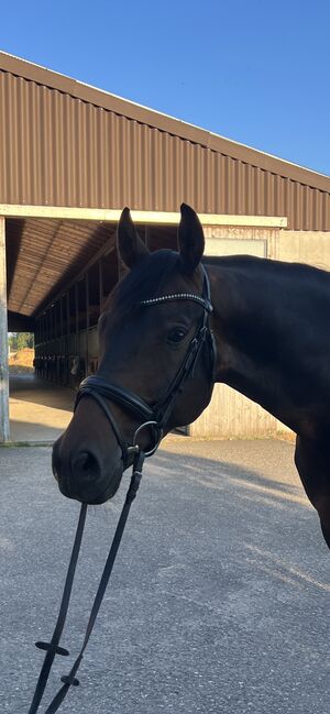 Deutsches Dressur Pferd, Monica Klingelnberg, Horses For Sale, Herrliberg, Image 2