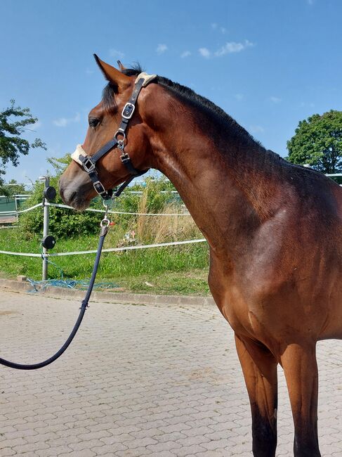 Dt. Pferd - 2jähriger Junghengst - Zoomaton x Quarterback, Barbara Würtz, Horses For Sale, Naila OT Culmitz, Image 3
