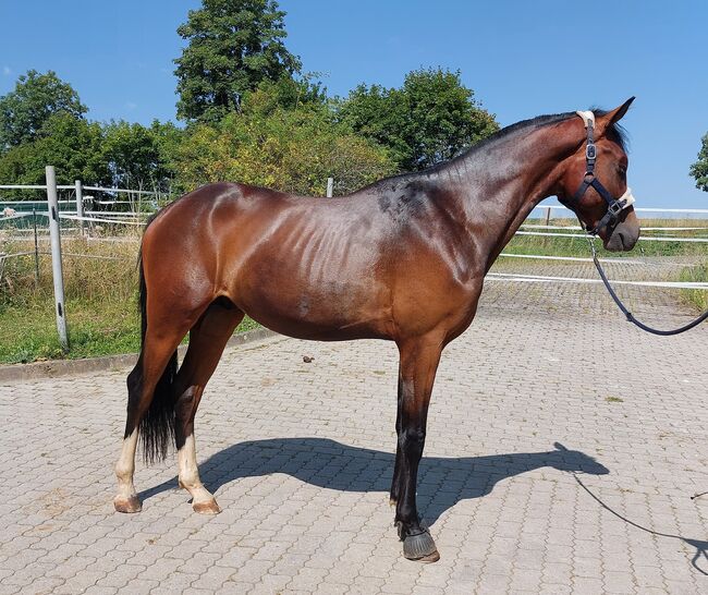 Dt. Pferd - 2jähriger Junghengst - Zoomaton x Quarterback, Barbara Würtz, Horses For Sale, Naila OT Culmitz, Image 6