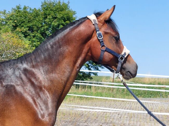 Dt. Pferd - 2jähriger Junghengst - Zoomaton x Quarterback, Barbara Würtz, Horses For Sale, Naila OT Culmitz, Image 12