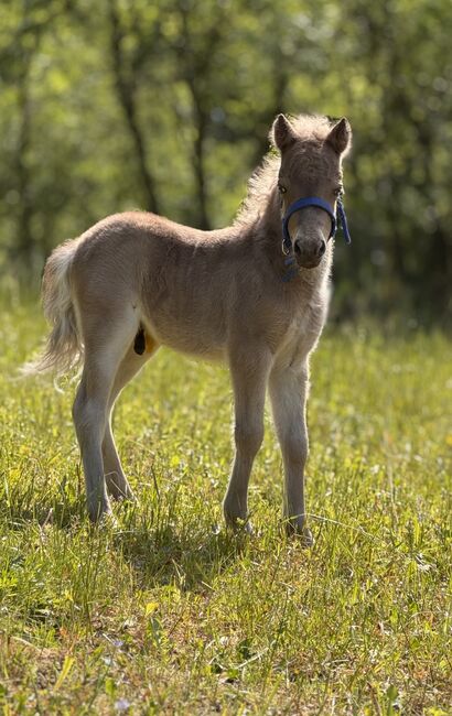 Dt.Partbred Shetlandpony/Shetty HF , Silber- Tigerschecke m.P., Nicole Prignitz , Horses For Sale, Groß Molzahn , Image 3