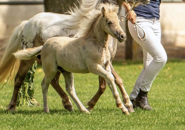 Dt.Partbred Shetlandpony/Shetty HF , Silber- Tigerschecke m.P., Nicole Prignitz , Horses For Sale, Groß Molzahn , Image 3