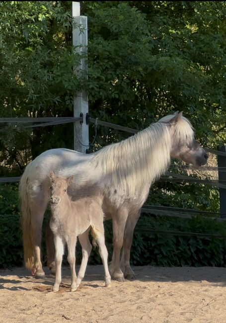 Dt.Partbred Shetlandpony/Shetty HF , Silber- Tigerschecke m.P., Nicole Prignitz , Horses For Sale, Groß Molzahn , Image 4